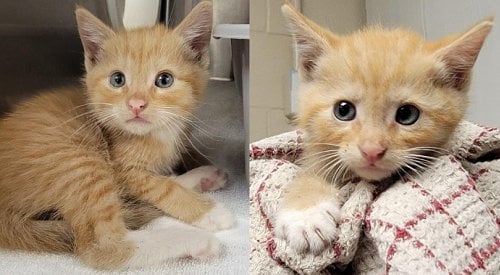 4 kittens the latest to be rescued from Kelowna ‘cat colony’ this year