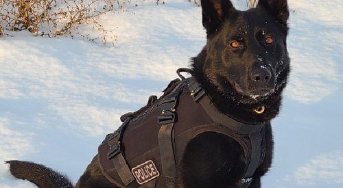 Kamloops police dog Neeka retiring at age 6 due to medical reasons